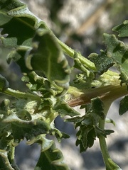 Oxybasis glauca salina