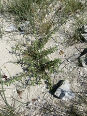 Oxybasis glauca salina