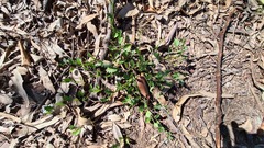 Goodenia rotundifolia