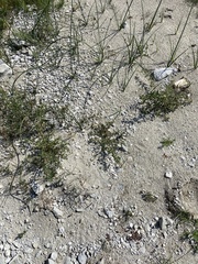 Oxybasis glauca salina