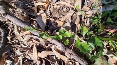 Goodenia rotundifolia