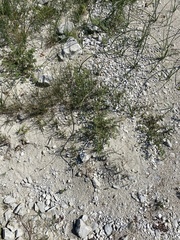 Oxybasis glauca salina