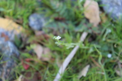 Pectocarya linearis ferocula