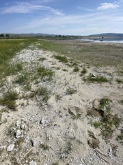 Oxybasis glauca salina