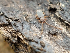 Uleiota dubia