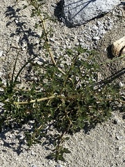 Oxybasis glauca salina