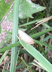 Athysanus argentarius