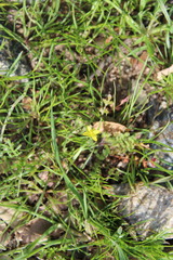 Tropidocarpum gracile