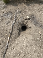 Marmota flaviventris