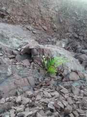 Asplenium appendiculatum