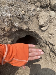 Marmota flaviventris
