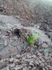 Asplenium appendiculatum