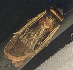 Ochropleura implecta