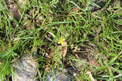 Tropidocarpum gracile