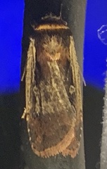 Ochropleura implecta