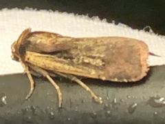 Ochropleura implecta