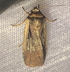 Ochropleura implecta