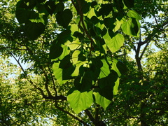 Gyrocarpus americanus