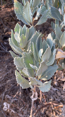 Eriodictyon traskiae ssp. smithii