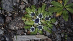 Eryngium carlinae