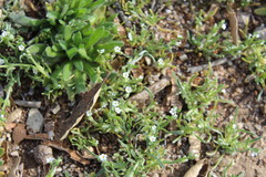 Pectocarya linearis ferocula