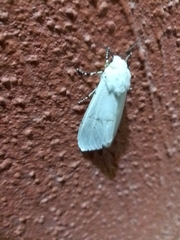Estigmene