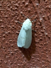 Estigmene