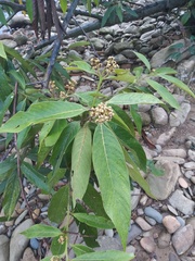Nectandra reticulata