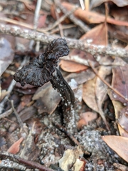 Craterellus australis