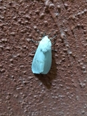 Estigmene