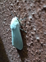 Estigmene