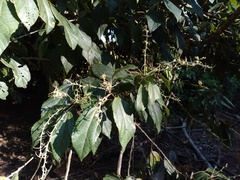 Alchornea glandulosa