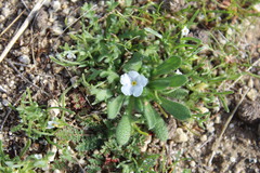Plagiobothrys collinus californicus