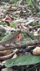 Anolis uniformis