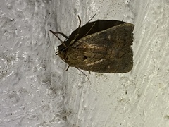 Pseudorthodes