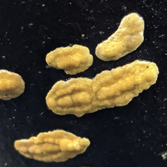 Hypocrea megalosulphurea