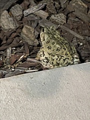 Anaxyrus boreas