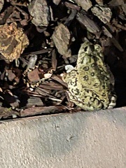 Anaxyrus boreas