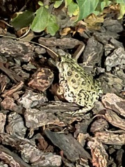 Anaxyrus boreas