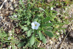 Plagiobothrys collinus californicus