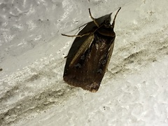 Ochropleura implecta
