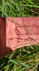 Urochloa eminii
