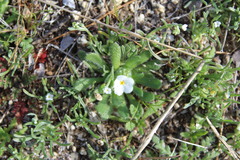 Plagiobothrys collinus californicus