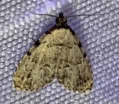 Dyspyralis puncticosta