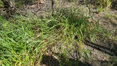 Urochloa eminii