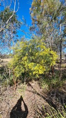 Acacia fimbriata
