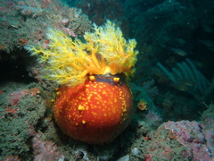 Pseudocolochirus violaceus