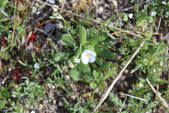 Plagiobothrys collinus californicus