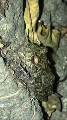 San Martin Robber Frog photo 4