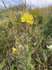 Oenothera wolfii